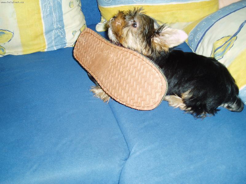 Foto: to p�ece v�bec nevad�, �e je v�t�� ne� j�!!!