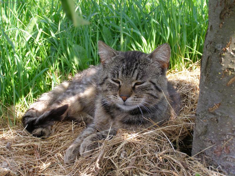 Foto: Mat�sek-Nen� nad odpoledn� odpo�inek:-))