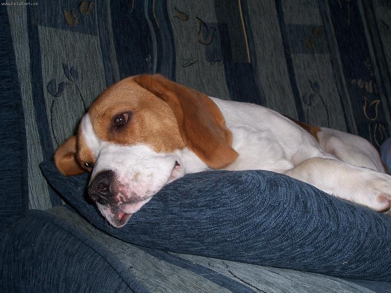 Foto: up��mn� pohled