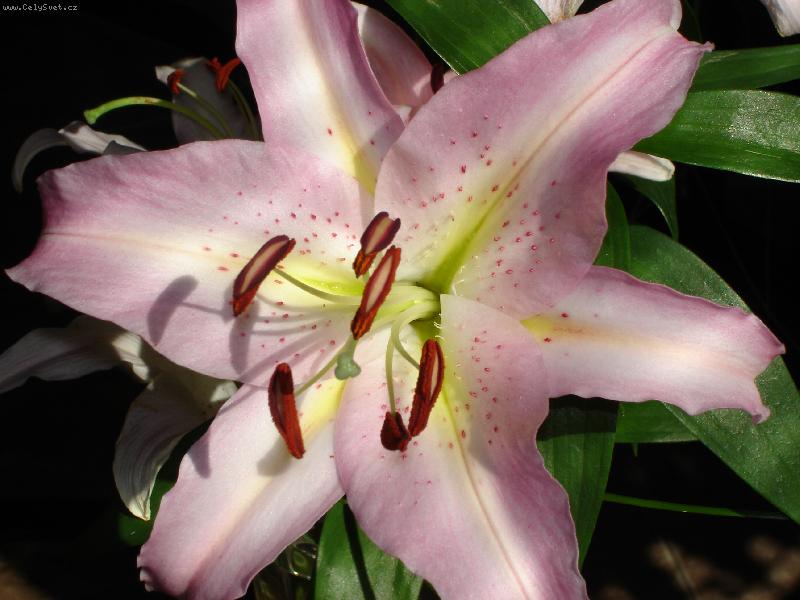 Foto: kv�t lilie-Kv�t lilie