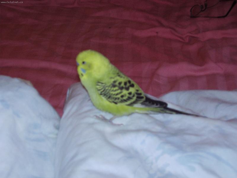 Foto: zlat� andulka-odpo�inek na post�lce:)