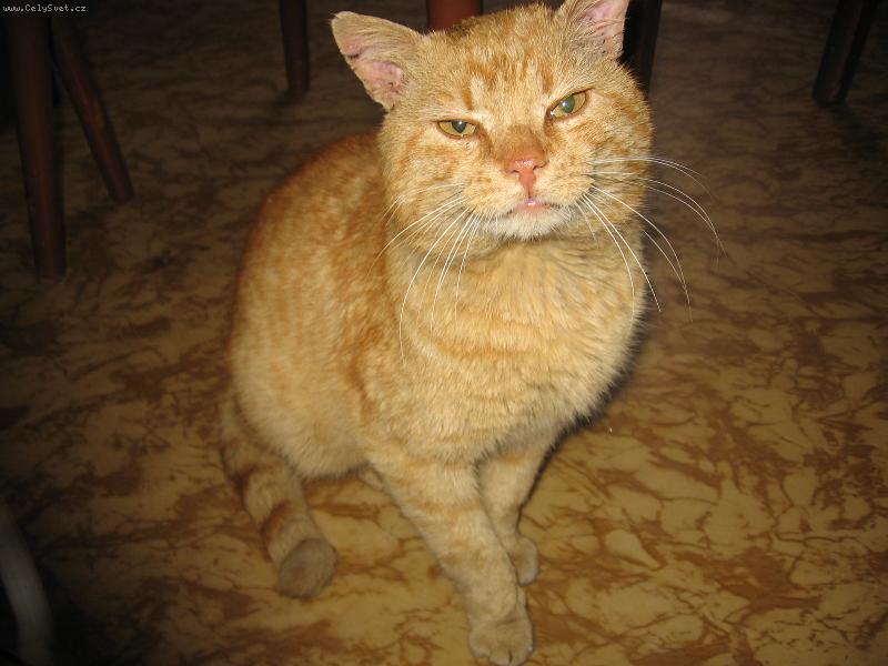 Foto: ..Micinek..-tak takle se tva�im kdy� chci m�amku:o))