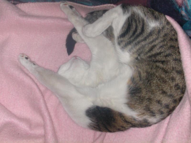 Foto: Vzd��vam se!!!-Mi��nek v se vzdal