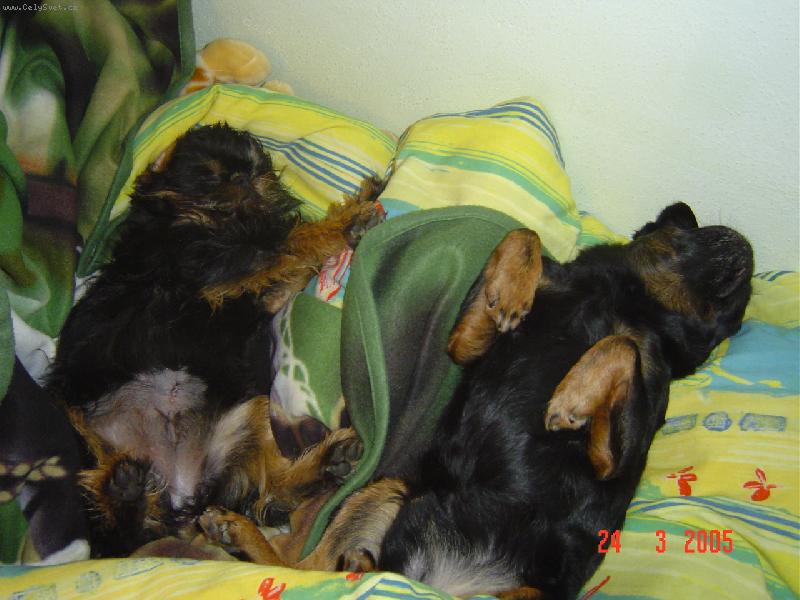 Foto: SIESTA-TAK TAKHLE ODPO��V�ME ZAT�M CO OSTATN� B�HAJ� PO ZAHRAD�.tAK�E JSME VYU�ILI j�(i�a)A DEBINKA TROCHU KLIDU.TO JE �ڎO