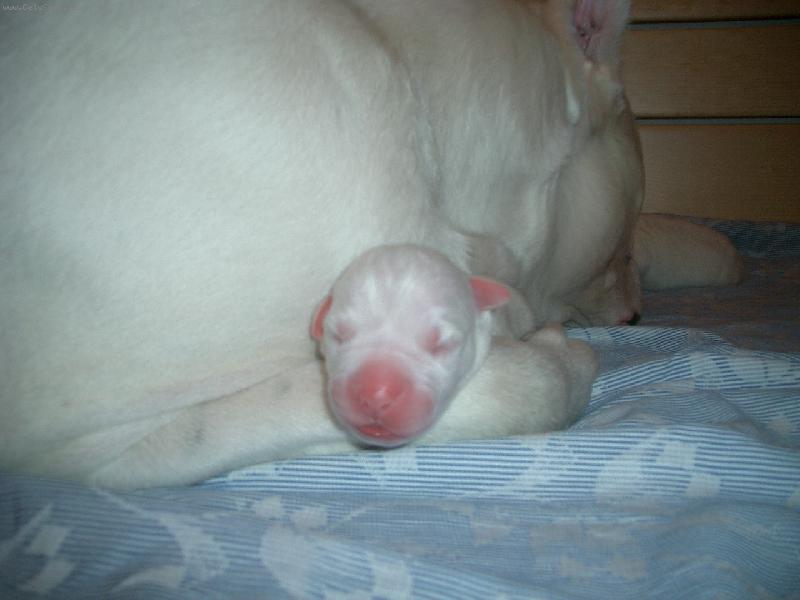 Foto: Narodilo jsem se p�ed chvilkou-�t�n� z chov.stanice Charismatic , jen p�r hodin po narozen�