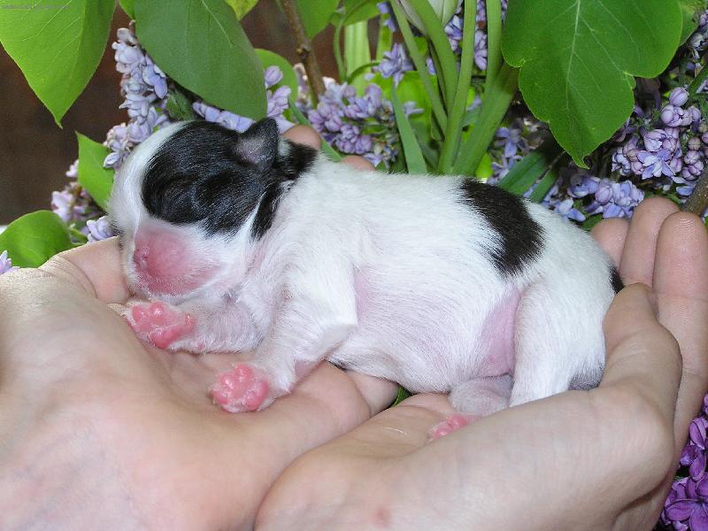 Foto: �t���tko do dlan�-mal� �t���tko japan china