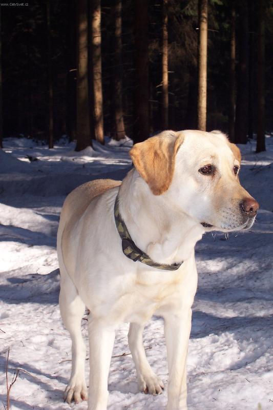 Foto: Sally na slunci v lese-Sally