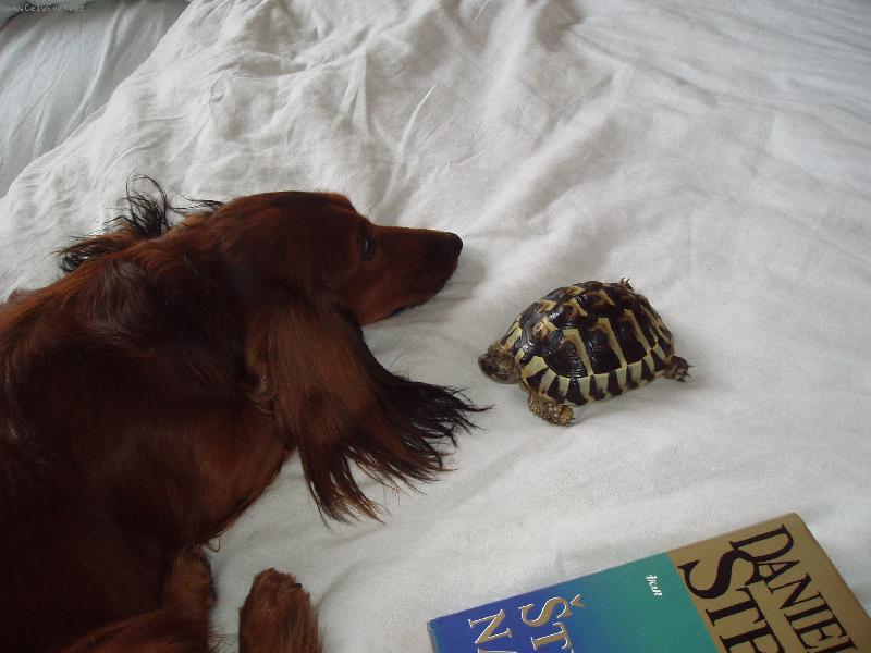 Foto: kamar�dstv�-myslel jsem si, �e u� v posteli nen� m�sto pro dal�� zv���tko, jsem zkr�tka tolerantn�.