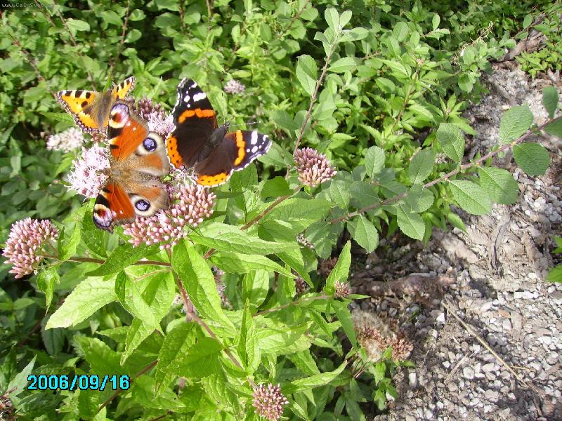 Foto: Beskydsk� n�dhera-Babo�ka pav� oko,kop�ivov�,admir�l