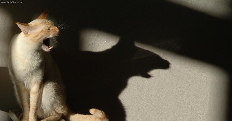 Foto: ��bel_2-ko�ka a st�n