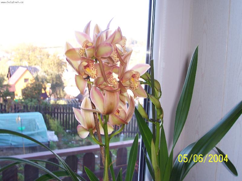 Foto: cymbidium