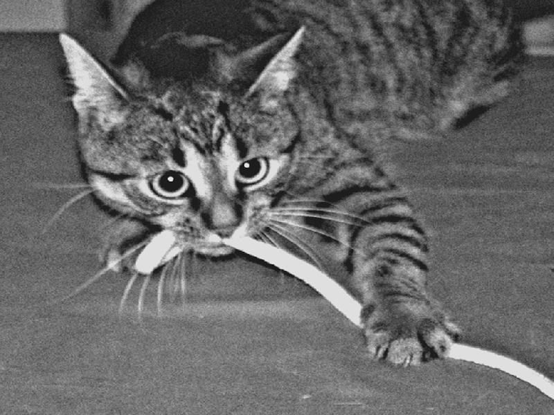 Foto: Elvira-lovkyne...