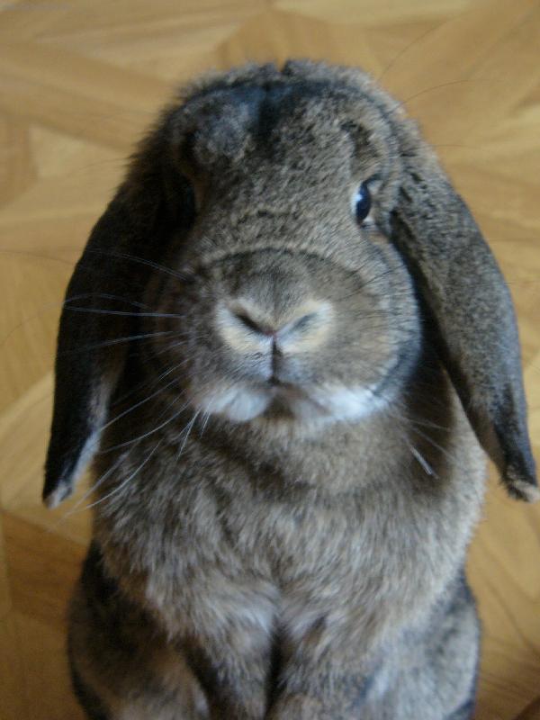 Foto: �mudla �ebr�k