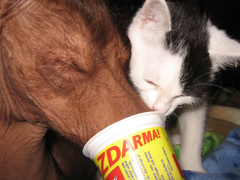 Foto: Jogurt�k, to je na�e-Jed�k a Pampal�nek