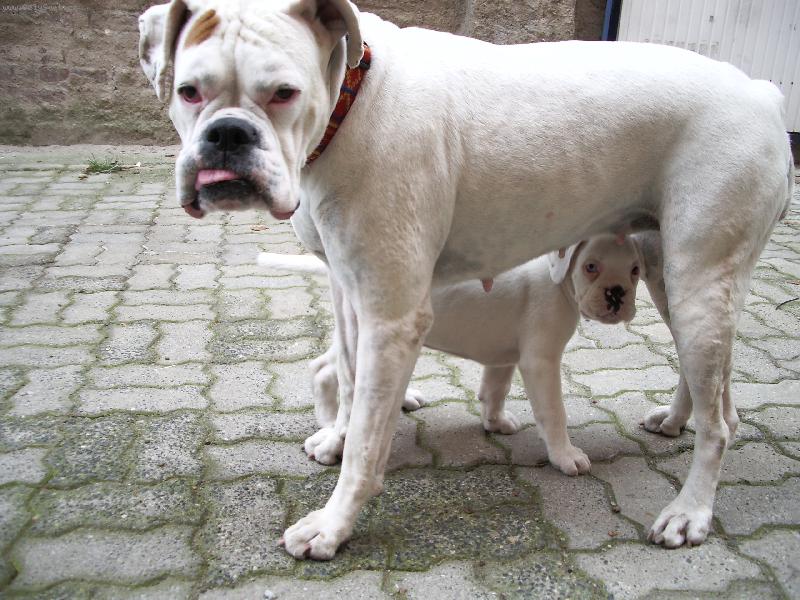 Foto: Dinu��in nov� kamar�d