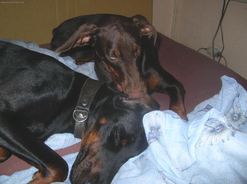 Foto: Fox��ek a jeho nev�sta Sydny- dobrman