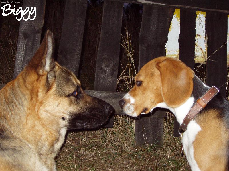 Foto: Za��ben�!-Ares a Biggy