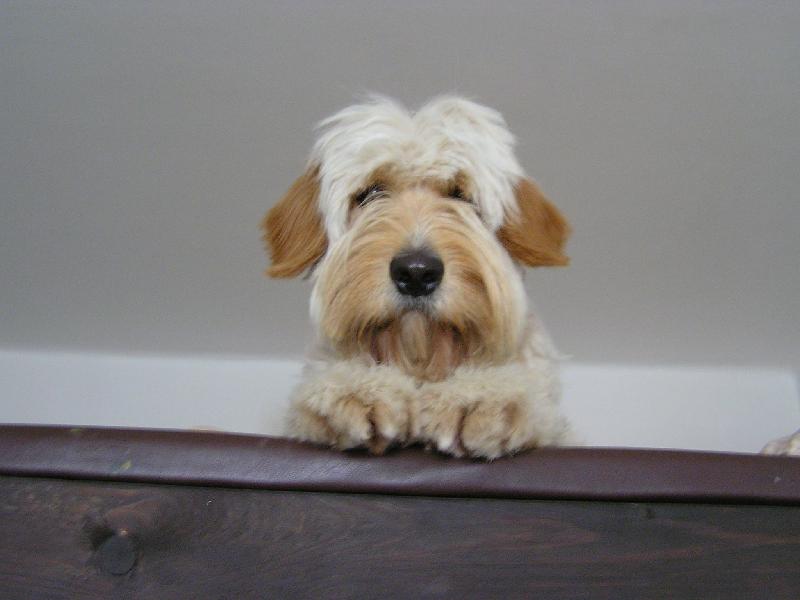 Foto: Mat�sek-Honem fo�, asi jdu na kut�!