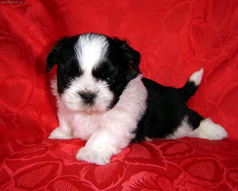 Foto: Chacky-Jak se V�m l�b�?