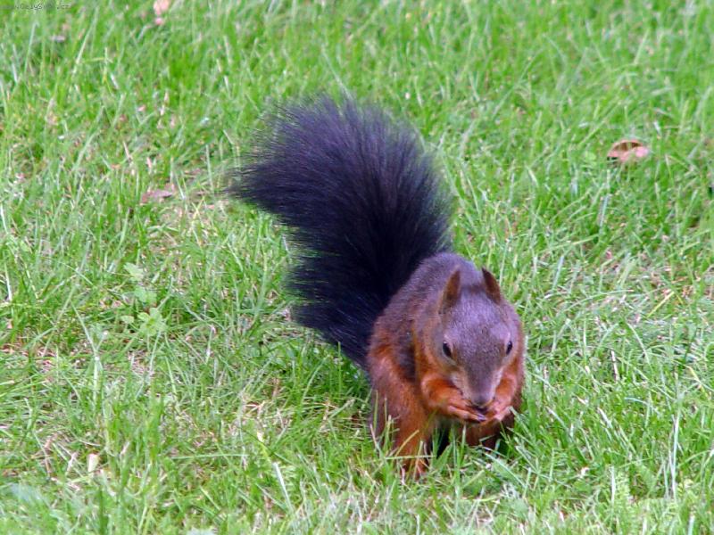 Foto: Veveri�ka-V z�hrade schonbrunnsk�ho z�mku vo Viedni