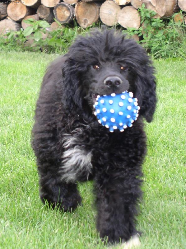 Foto: jsem v�born� aport�r-mlad� portugal p�i h�e