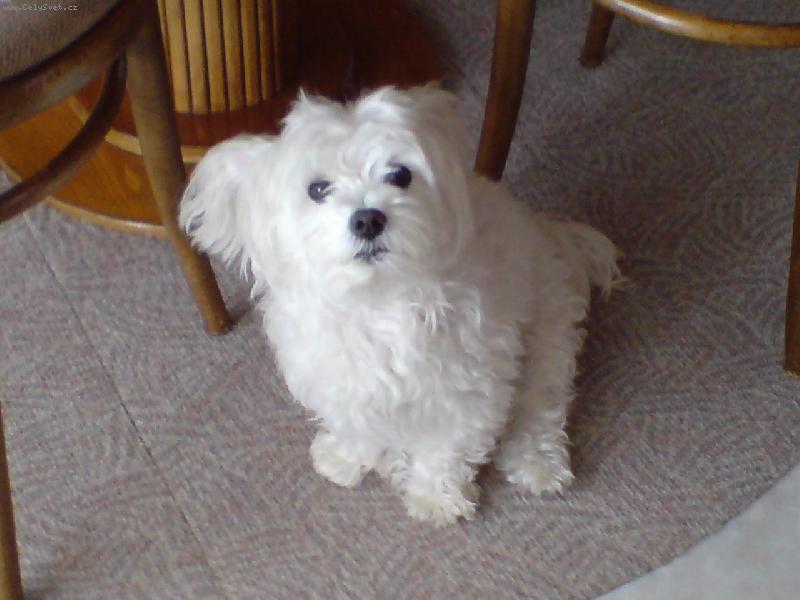 Foto: Andy...b�l� kr�sn� and�l