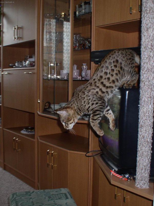 Foto: Savanov� ko�ka 3