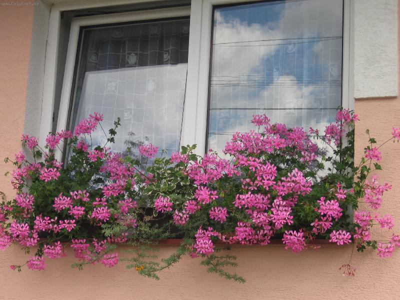 Foto: Zasn�n� okno....-Nice