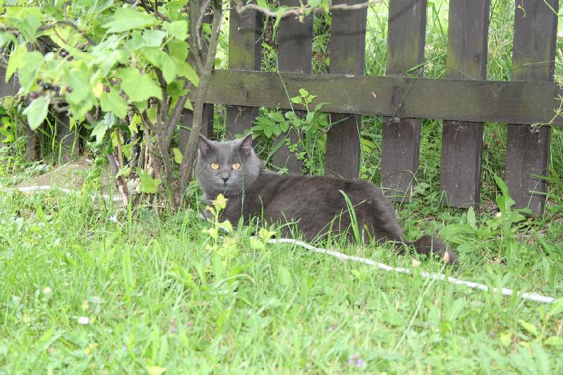 Foto: Vojt�ek-hlava rodiny-Kam pak jsi se schovala my�ko???