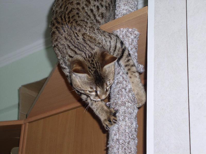 Foto: Savanov� ko�ka 4