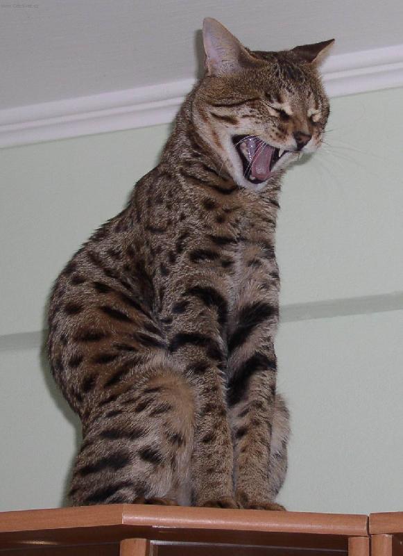 Foto: Savanov� ko�ka 5