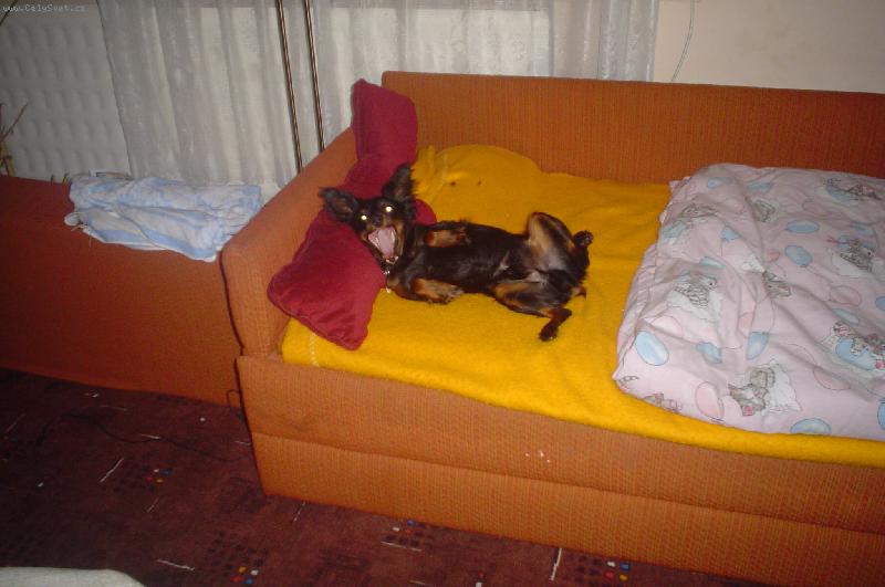 Foto: N� pes se r�d fot�-Sm�j�c� se pes
