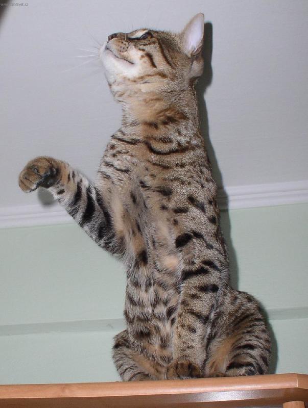 Foto: Savanov� ko�ka 7