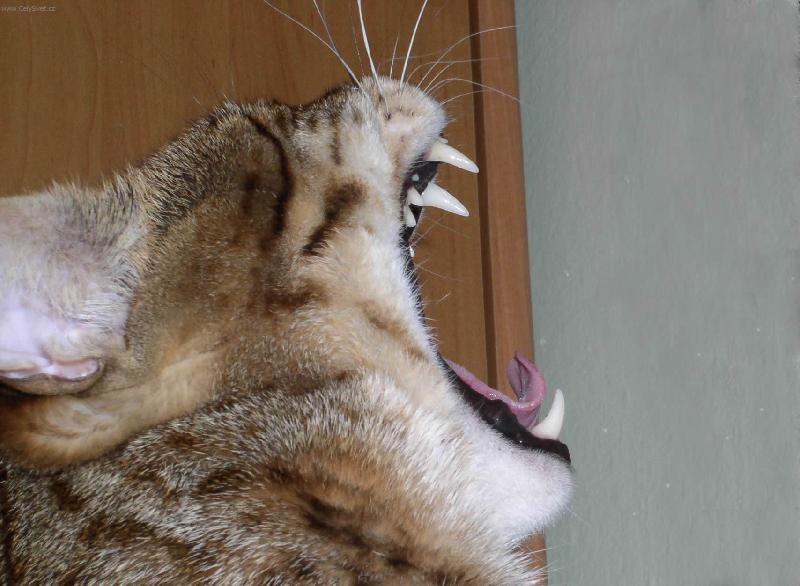 Foto: Savanov� ko�ka 9