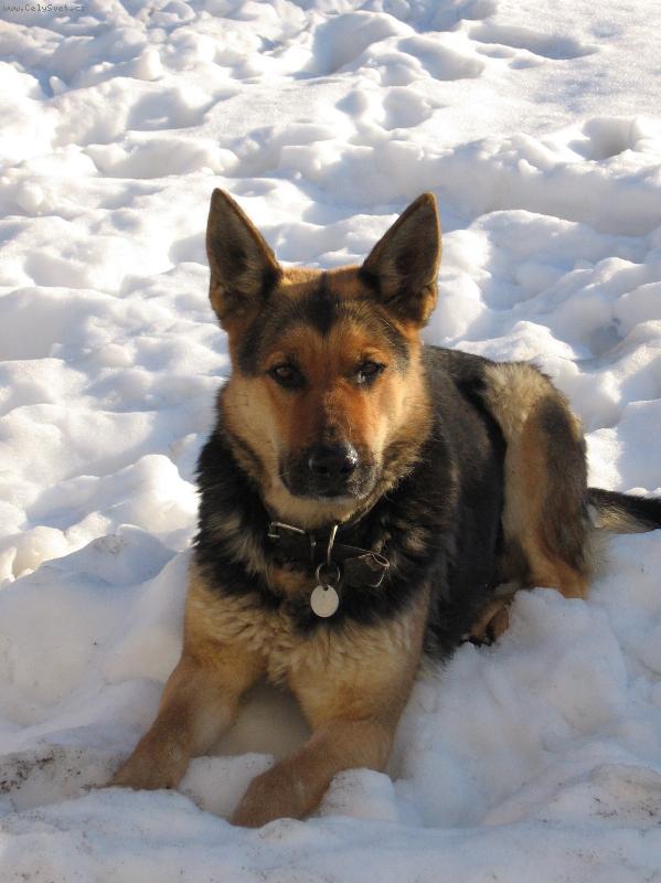 Foto: Na�e Lotinka-Tahle fotka s Lotinkou byla vyfocen� leto�n� zimu.