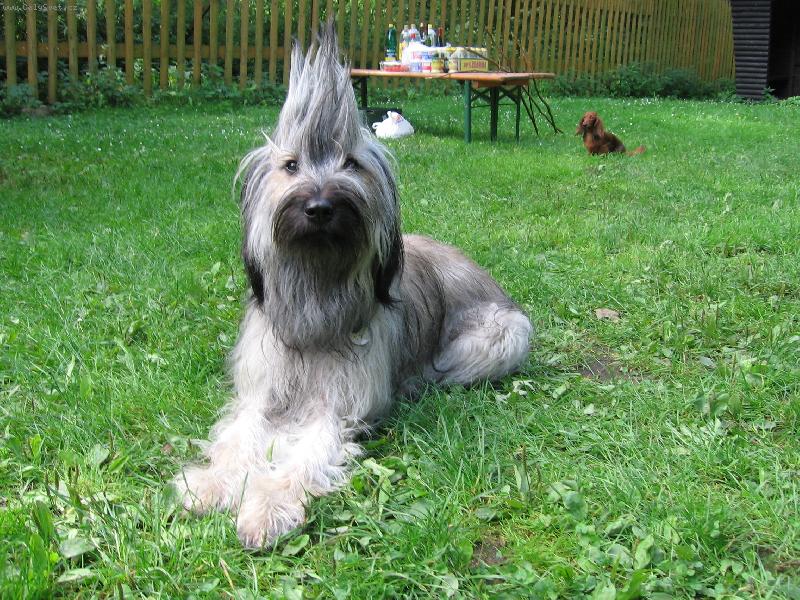 Foto: SENDA de Valdegoscan-A vlasy j� vst�valy hr�zou na hlav� ...