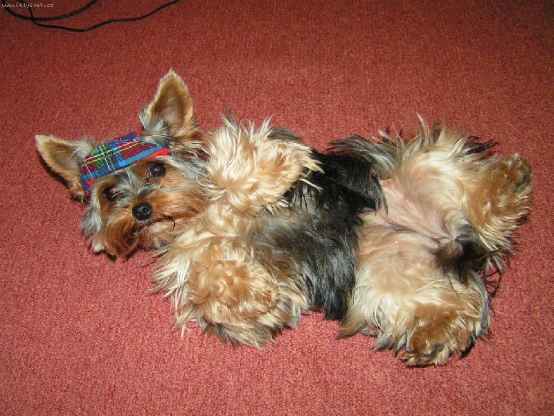 Foto: Jessinka-A zase s k�iltovkou