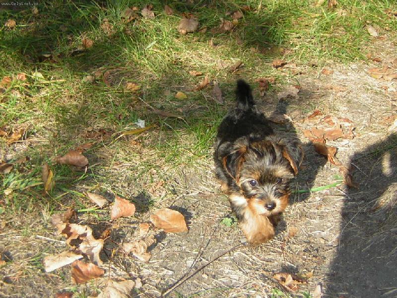 Foto: Barbucha a jej� prvn� podzim-M�j a Barbu��in nejkr�sn�j�� podzim