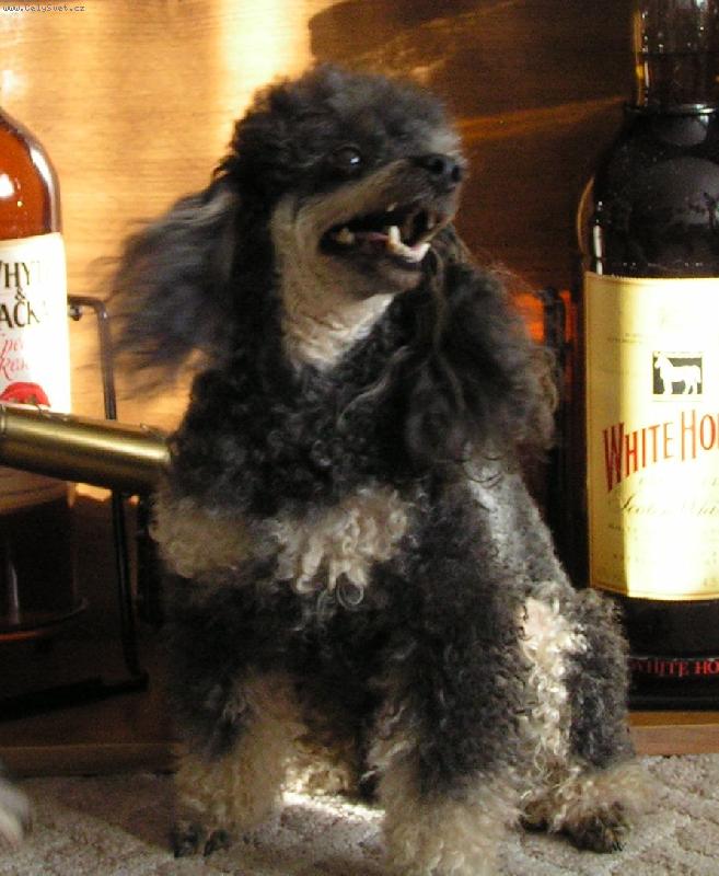 Foto: Dolly-Srandy kopec