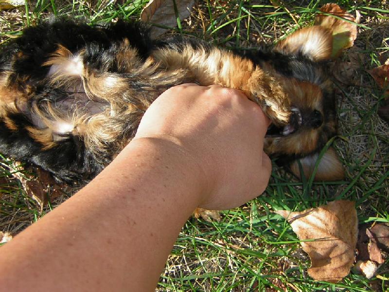 Foto: Rarach Barbucha!-Netop��� �tok!J� v�s zni��m,bar,bar,bar!