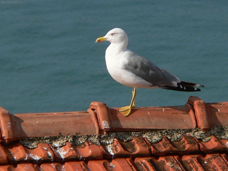 Foto: Racek na st�e�e-Fotka z chorvatsk�ho letoviska Tisno.