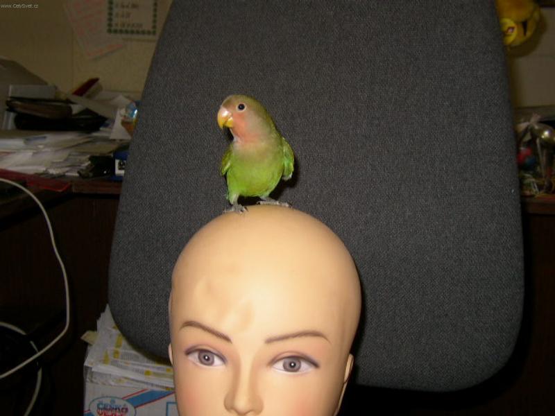 Foto: kdepak ty pt��ku hn�zdo m�?-no na ple�ce ur�it� n�!