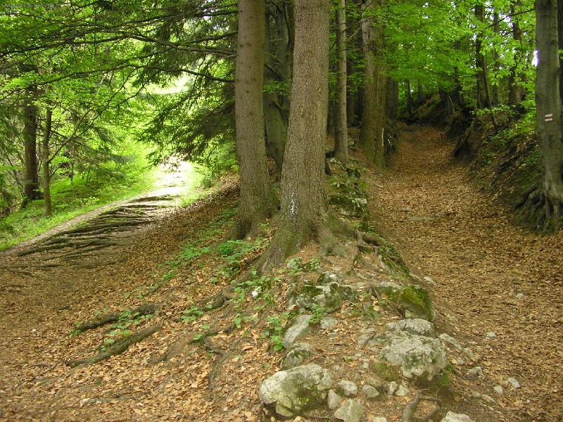 Foto: Dv� cesty...-Slovensk� r�j