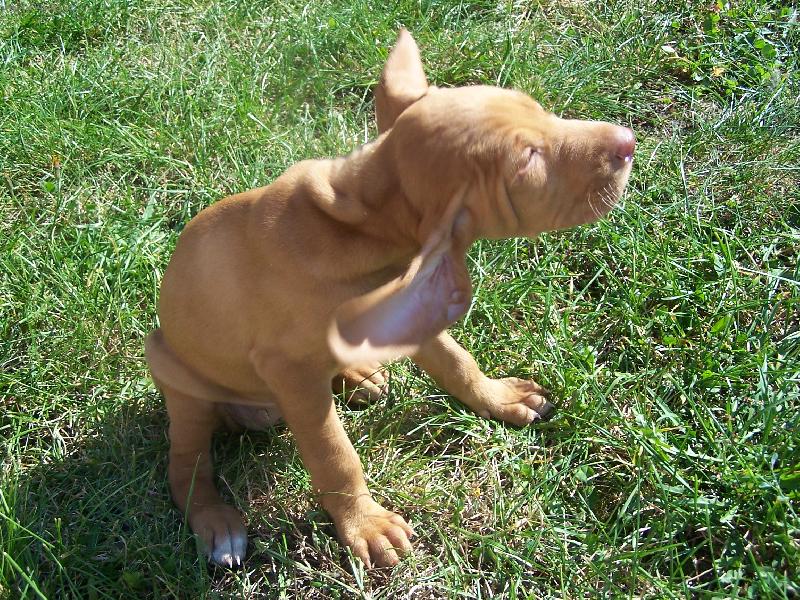 Foto: vrtuln�k-B�ra se chyst� na start