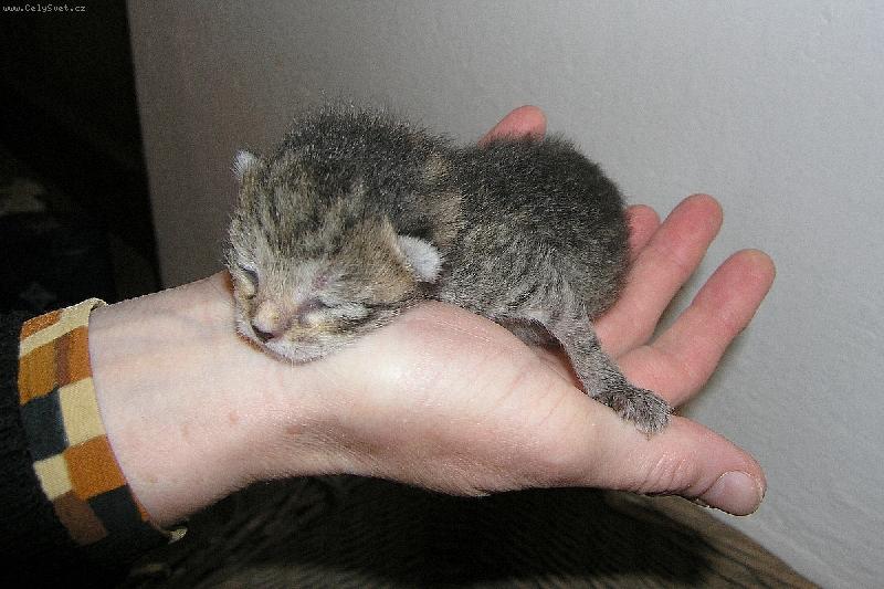 Foto: Pr�v� narozen�