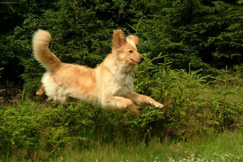 Foto: J� l�t�m-Hovawart - Kesidy Plav� v�tr