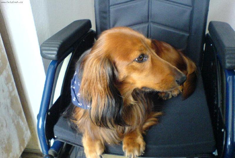 Foto: mazl��ek Ben��ek-jsem unaven�,pros�m odv�st dom�!!!