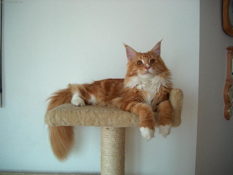 Foto: Sedmim�s��n� kocourek