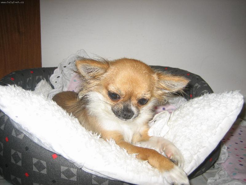 Foto: na�e d�tatko-po��d m� chovaj