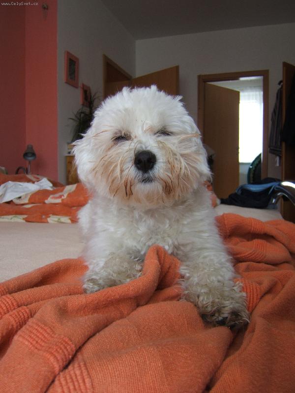 Foto: M� se v�bec nechce spinkat .... chrp��������-Unaven� Tejda ;o)